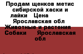 Продам щенков метис сибирской хаски и лайки › Цена ­ 5 000 - Ярославская обл. Животные и растения » Собаки   . Ярославская обл.